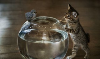 小鸟长毛了要怎么养 长羽毛的小鸟怎么养