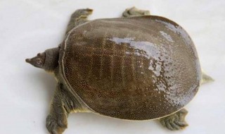 甲鱼要怎么养?吃什么的 家里养甲鱼喂它吃什么