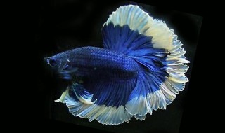 斗鱼要怎么养才能色彩（斗鱼要怎么养才变彩色）