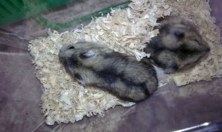 大仓鼠要怎么养（小仓鼠怎样养才能养好）