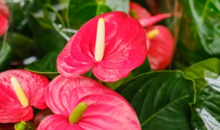 红掌要怎么养（红掌要怎么养才会开花）