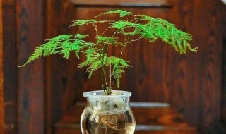 水培绿植要怎么养 水培植物要怎么养