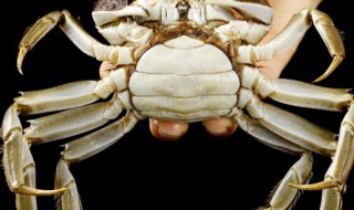 冬天要怎么养螃蟹（冬天如何养螃蟹）