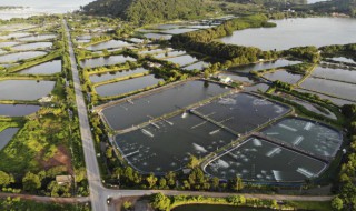 海虾要怎么养挣钱 养海虾赚钱吗