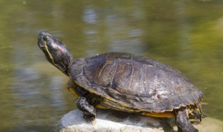 养乌龟要要怎么养好（乌龟要咋样养）
