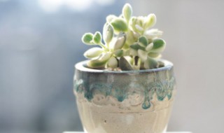 刚种好多肉要怎么养 刚种的多肉怎么养