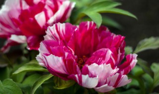 牡丹要怎么养（如何养牡丹花介绍一下）