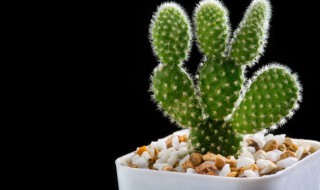 仙人掌要怎么养 仙人掌要怎么养殖