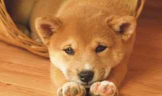 小狗要怎么养才会大小便 怎么样才能教会小狗大小便