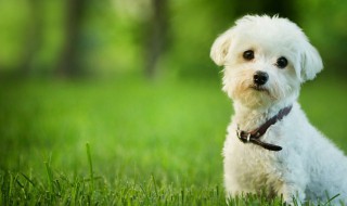 家里要养狗怎么劝（家长不同意养狗怎么劝说）