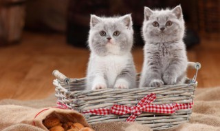 新要的小猫怎么养 新到家的小猫怎么养