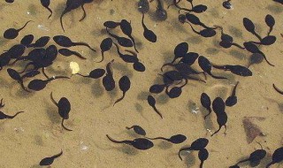 蝌蚪要怎么养（怎么养蝌蚪?）