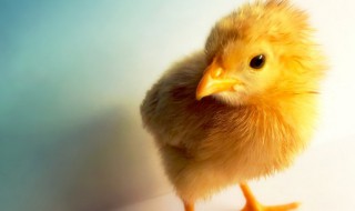 鸡要怎么养 怎么养小鸡