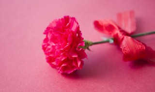 康乃馨要怎么养（花店买回来的康乃馨怎么养）