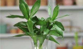 富贵竹发黄是怎么回事 富贵竹发黄是怎么了