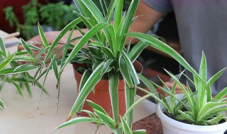 吊兰怎么养才能爆盆 油画吊兰怎么养才能爆盆