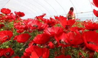 红花怎么种植 红花怎么种植方法多远一苗