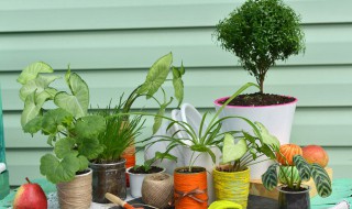 富贵竹的根烂了怎么办（富贵竹的根烂掉了怎么办）