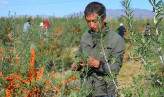 沙棘怎么种植（沙棘怎么种植和回收）