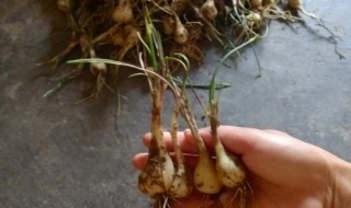藠头怎么种植 藠头怎么种植图片
