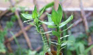 富贵竹怎么浇水 富贵竹怎么浇水好