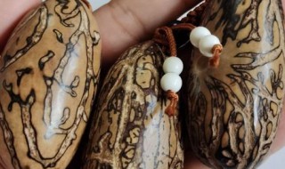 千眼菩提是什么材质（千眼菩提有价值吗）