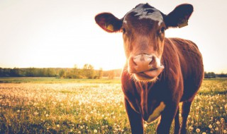 贵州如何养好一头斗牛 贵州斗牛哪里最好