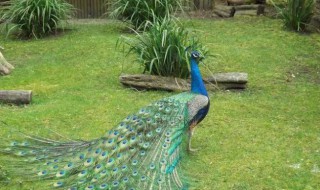孔雀是国家保护动物吗 孔雀是国家保护动物吗能私自养吗
