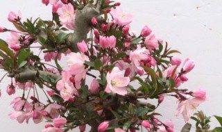 盆栽海棠花一年开几次花（海棠一年开几次花几月份开花）