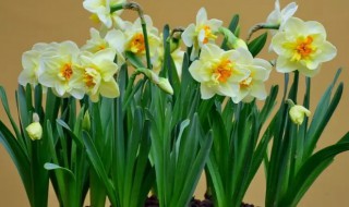 水仙可以盆栽吗 水仙盆还可以种什么花