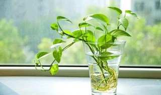 水培方法 生菜水培方法