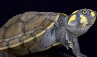 黄耳龟怎么养要多深的水养 黄耳龟多大可以深水养