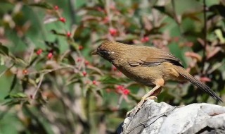如何挑选一只能打斗的画眉鸟（如何选一只好斗的画眉鸟）