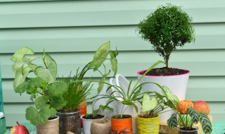 冬青科植物有哪些（冬青科的植物有哪些?）