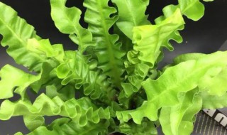 鸟巢蕨春天可以施肥吗 鸟巢蕨冬天怎么浇水