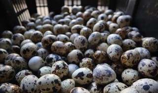 每天吃多少鹌鹑蛋好（每天能吃多少鹌鹑蛋）