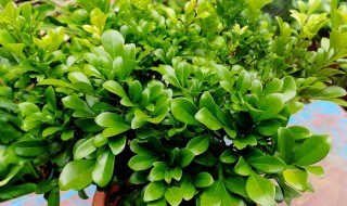 北方米兰花的养殖方法 北方米兰花的养殖方法和注意事项