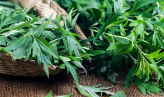 艾草驱蚊子管用吗 艾草驱蚊子吗?