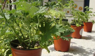 驱蚊草有哪些植物（驱蚊草的植物有哪几种）