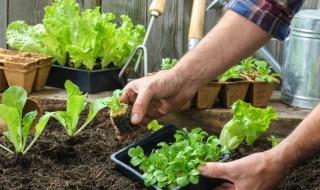 家里怎么种菜 家里怎么种菜瓜