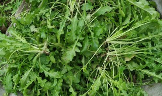 新鲜野菜怎么保存（新鲜山野菜怎么保存）