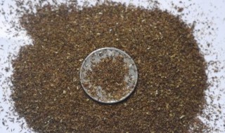 元胡种子怎么保存（元胡种子价格及种植方法）