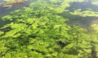 鱼塘青苔怎么清除 鱼塘的绿苔怎么清除