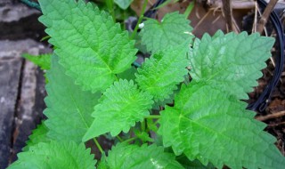 藿香怎么做好吃 藿香的家常做法