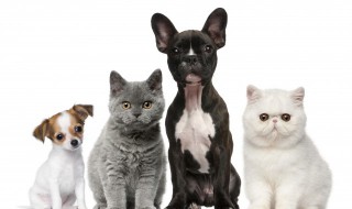 被家里猫抓出血怎么办 被家里猫抓出血了怎么办