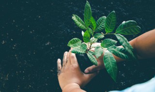 怎么种苹果树（苹果籽怎么种苹果树）