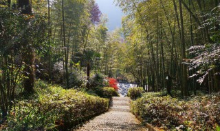 天目山旅游景点攻略（天目山旅游景点攻略 西天目山）