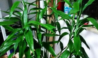 富贵竹怎么快速生根（快速生根粉的正确用法）