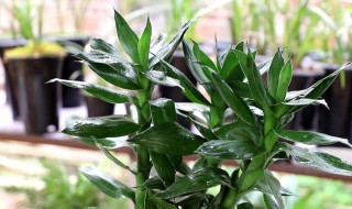 富贵竹怎么修剪根部(富贵竹怎么修剪根部放进花瓶水养)