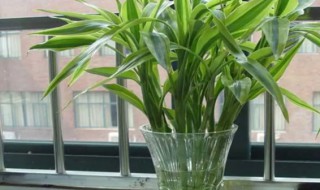 富贵竹怎么插好看 富贵竹怎么插好看图片